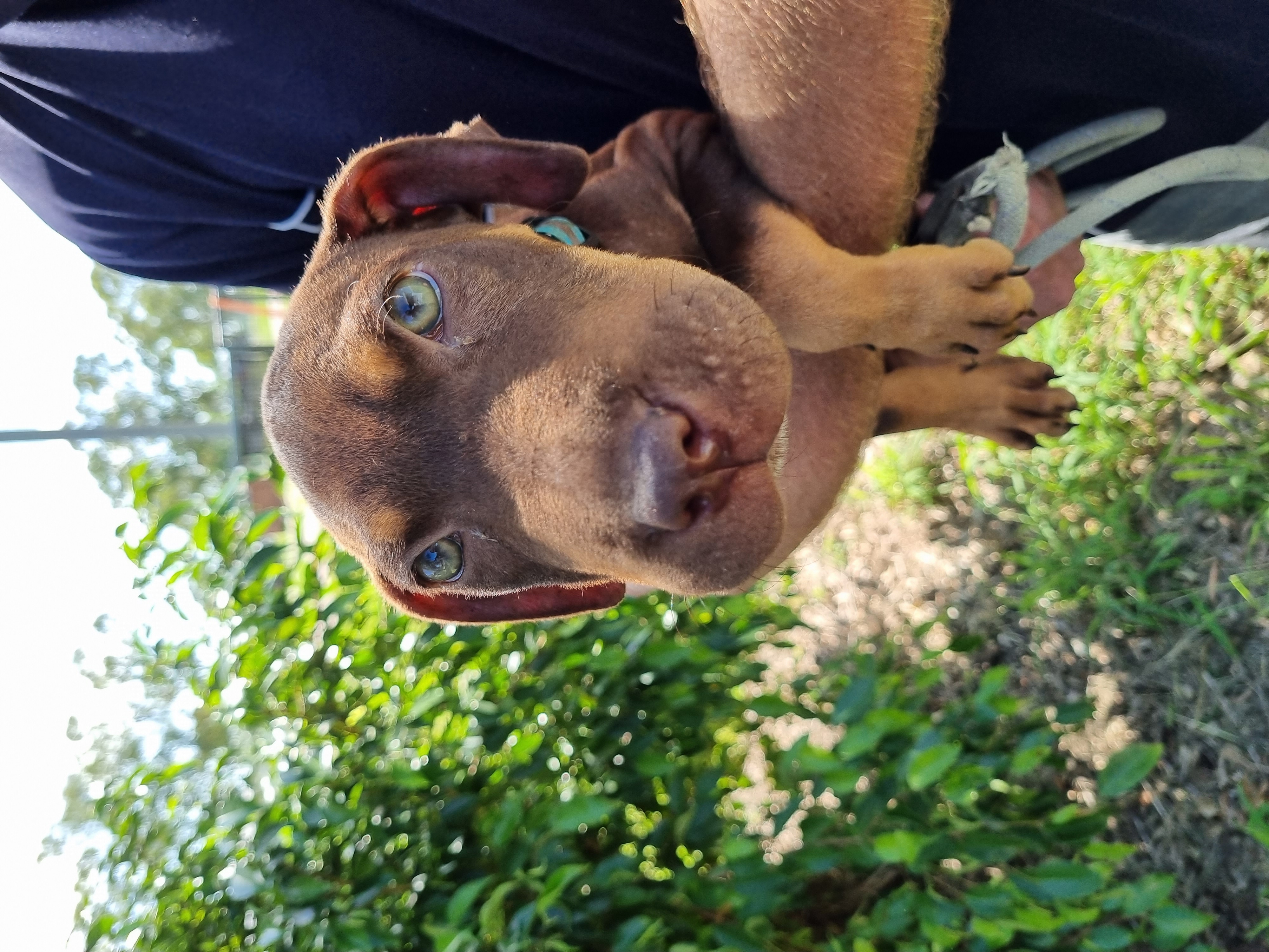 Shar pei hot sale x kelpie