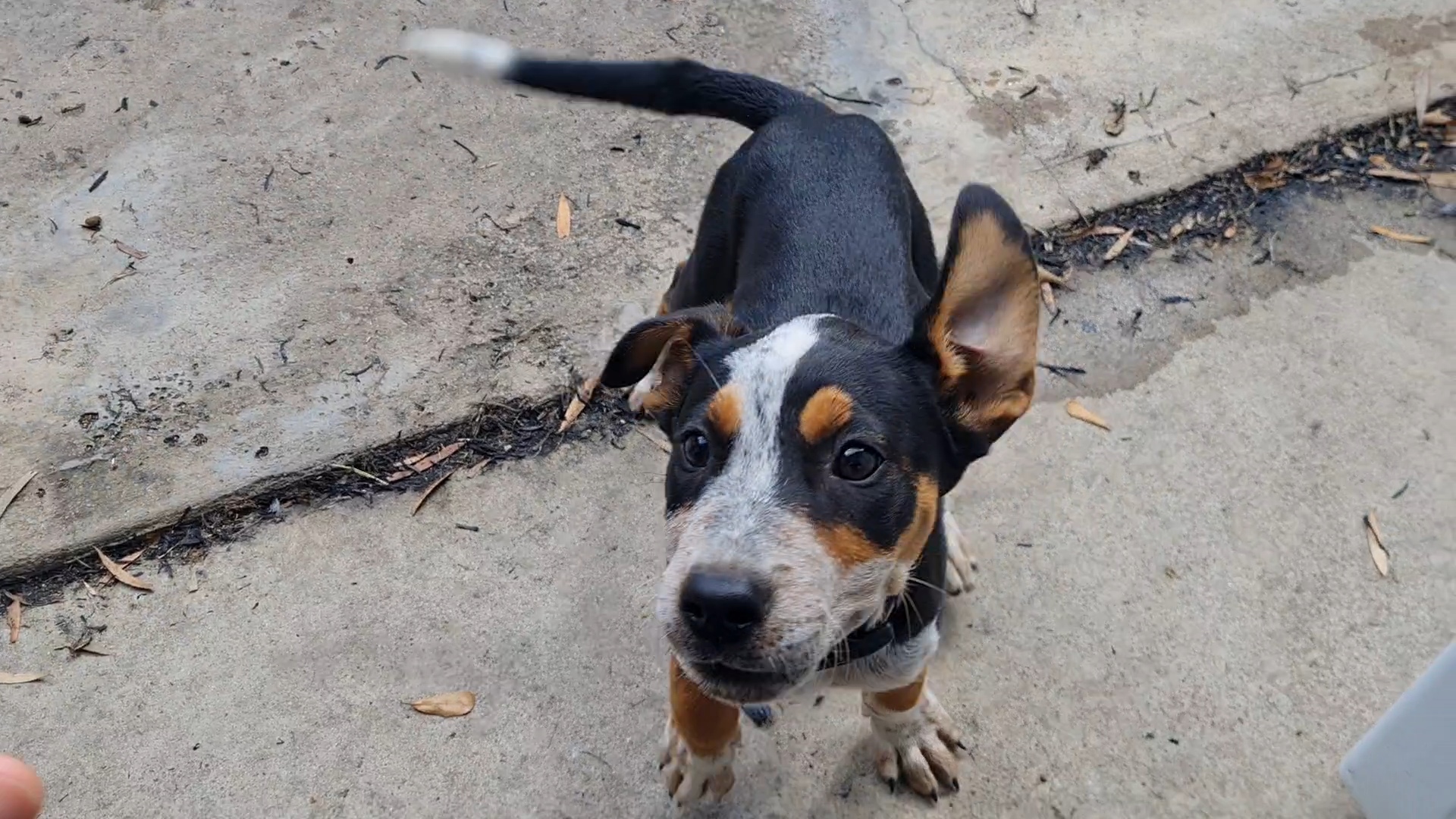 Cattle Dog X Puppy #2485 – Burdekin Shire Council