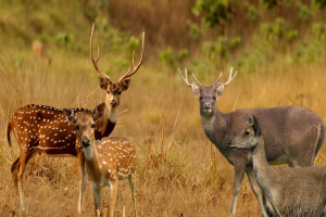 Chital deer