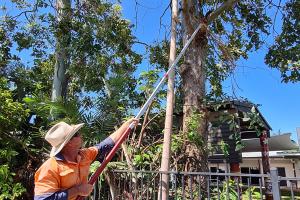 Prepare for Flying Fox Season