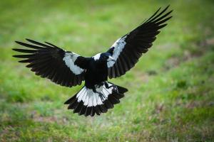 Council urges caution due to magpie breeding season